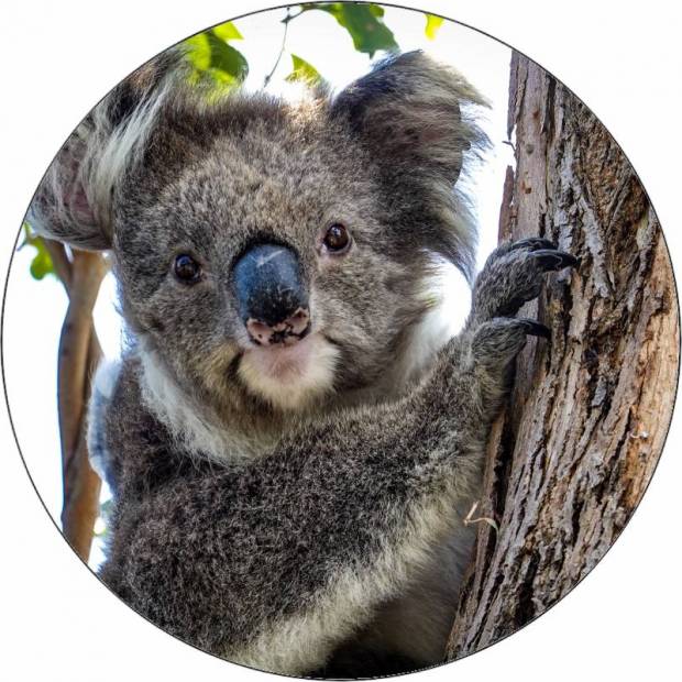 Jedlý papierový medveď koala 19,5 cm - Pictu Hap